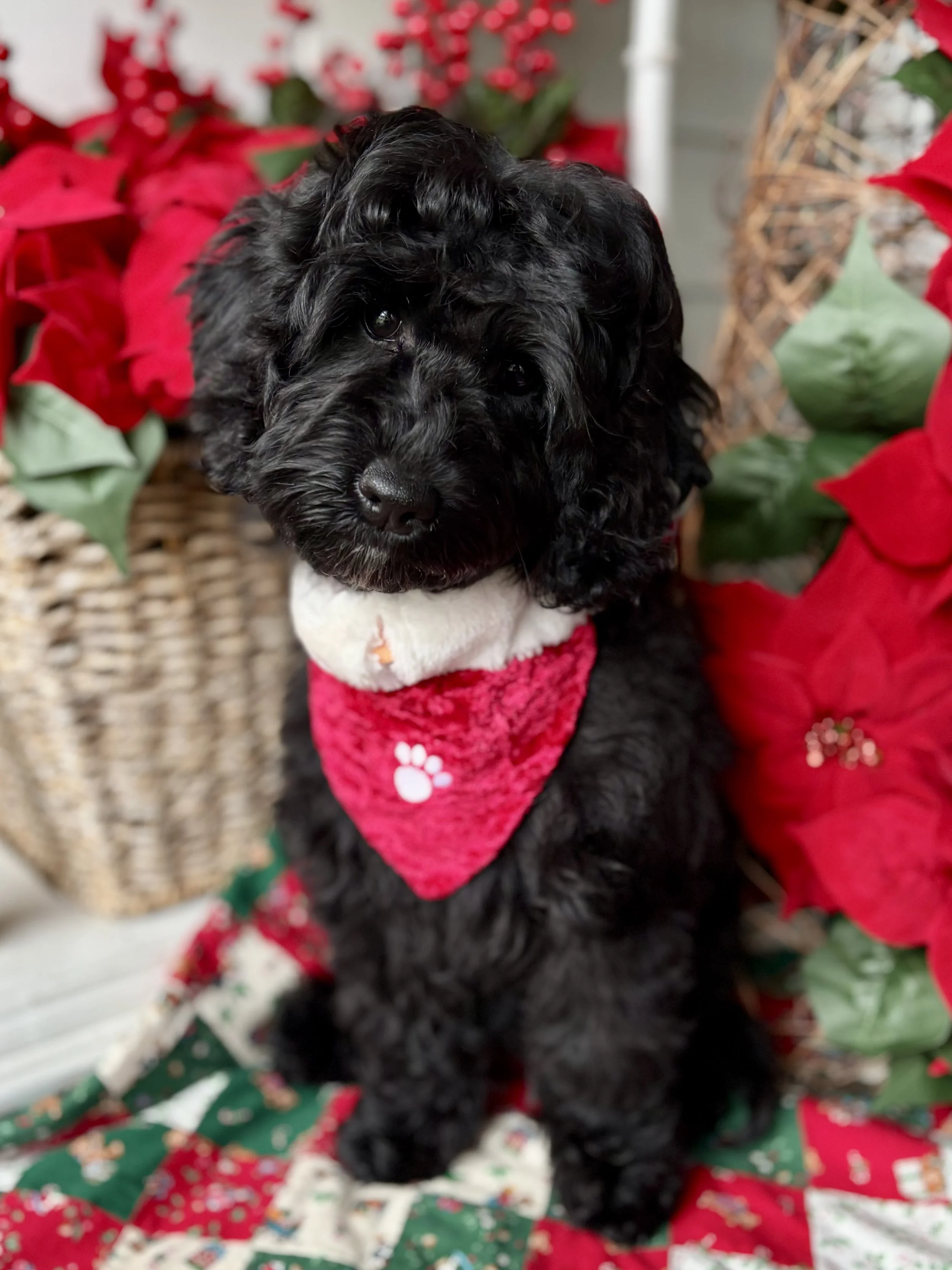 Penny & Wookiee - Guardian Available — Ever After Labradoodles Penny & Wookiee - Guardian Available — Ever After Labradoodles